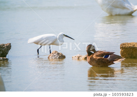 The small white heron or Little egret stands in the lake 103593823