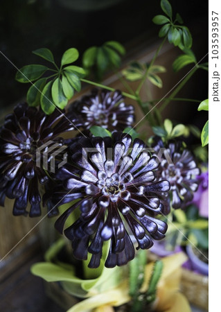 多肉植物 103593957