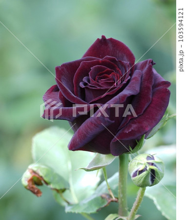 美しい黒い真珠のバラ 103594121