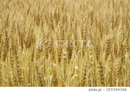 黄金色に輝く初夏の小麦の穂　麦秋 103594166