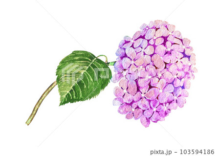 Watercolor illustration of hydrangea branch. Blue, pink, white delicate hydrangea Watercolor illustration of hydrangea branch. Blue, pink, white delicate hydrangea 103594186