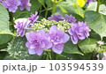 三分咲きのあじさい 103594539