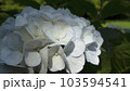 幻想的な光のあたる紫陽花 103594541