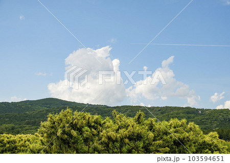 初夏の里山のクリ畑に咲く栗の花 103594651
