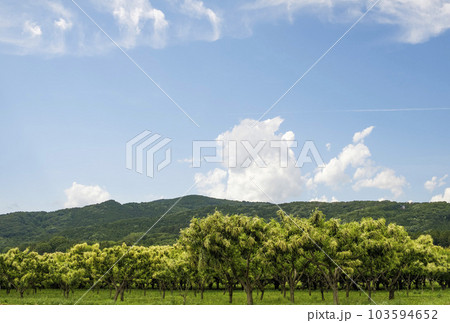 初夏の里山のクリ畑に咲く栗の花 103594652
