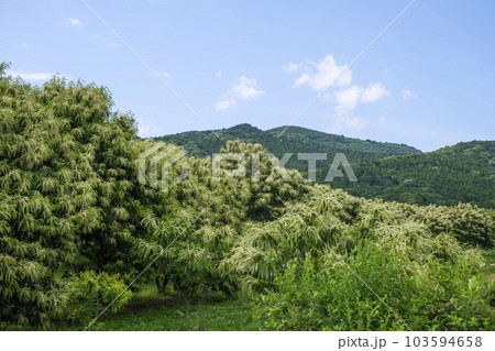 初夏の里山のクリ畑に咲く栗の花 103594658