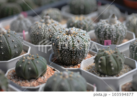Cactus with thorn called "Astrophytum Asterias Super Kabuto" Cactus with thorn called "Astrophytum Asterias Super Kabuto" 103594877