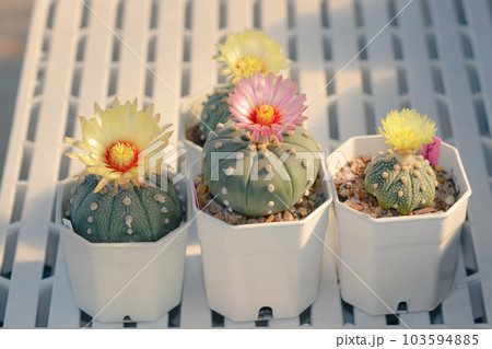 Cactus with flowers called "Astrophytum Asterias" 103594885