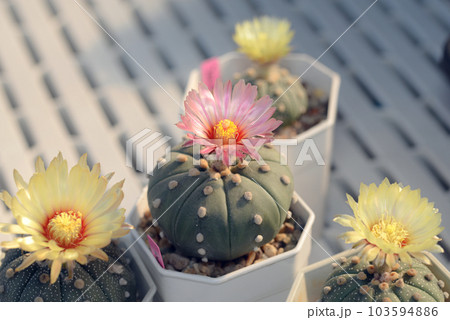 Cactus with flowers called "Astrophytum Asterias" 103594886