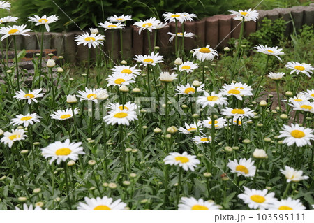 初夏の公園に咲く白いシャスターデージーの花 初夏の公園に咲く白いシャスターデージーの花 103595111