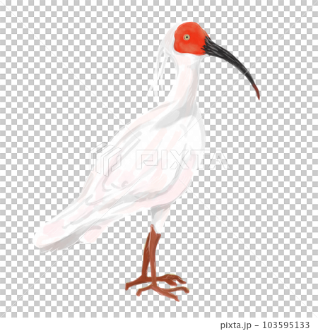 illustration of ibis illustration of ibis 103595133