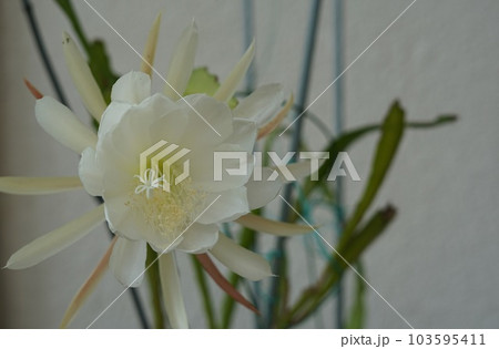 孔雀サボテン開花 103595411