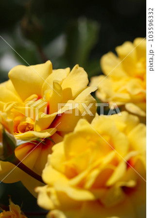 明るい屋外、黄色いバラの花たち「ストラボ バビロン」(2008・オランダ作出・屋外マクロ写真) 明るい屋外、黄色いバラの花たち「ストラボ バビロン」(2008・オランダ作出・屋外マクロ写真) 103596332