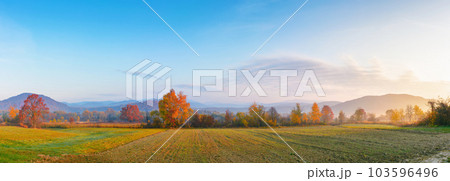 panorama of a carpathian rural landscape at sunrise. arable in front of a forest in colorful foliage. distant mountains in morning light. hazy autumnal atmosphere 103596496
