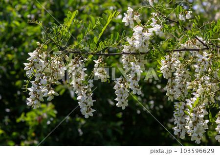 Abundant flowering acacia branch of Robinia pseudoacacia, false acacia, black locust close-up 103596629