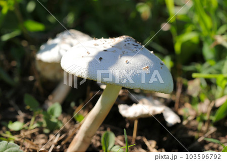 林の地面に自生した「オオシロカラサタケ」は、名前どおり大きくて西洋マッシュルームのようなキノコ。 103596792