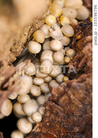 枯れ木の隙間で群生するクヌギタケの陰影のあるクローズアップ・マクロ接写画像。 枯れ木の隙間で群生するクヌギタケの陰影のあるクローズアップ・マクロ接写画像。 103596796