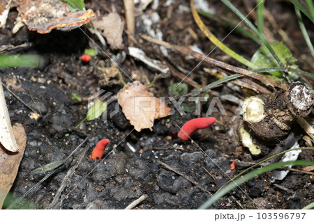 名前の通り真っ赤な猛毒キノコ「カエンタケ」がコナラの朽ちた切り株わきに自生している様子。 名前の通り真っ赤な猛毒キノコ「カエンタケ」がコナラの朽ちた切り株わきに自生している様子。 103596797