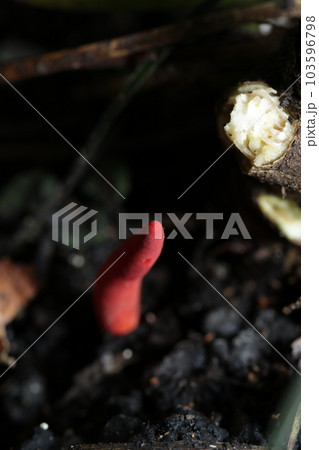 名前の通り真っ赤な猛毒キノコ「カエンタケ」がコナラの朽ちた切り株わきに自生している様子。 名前の通り真っ赤な猛毒キノコ「カエンタケ」がコナラの朽ちた切り株わきに自生している様子。 103596798