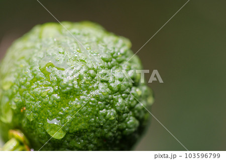雨後の水滴が残る新鮮な緑色の柚子の果実（マクロ接写写真） 103596799