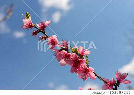 Peach tree, blurred background. Blooming tree in spring with pink flowers. The beauty of the spring garden, the concept of spring 103597213