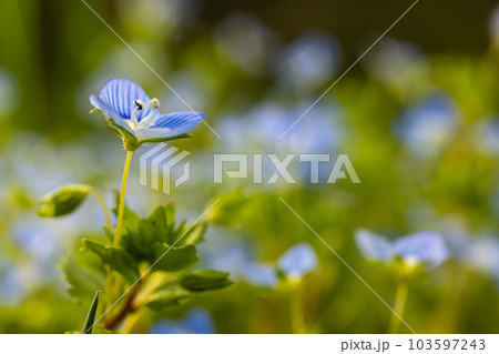 Blue flowers veronica chamaedrys close up on a meadow in sunny weather 103597243