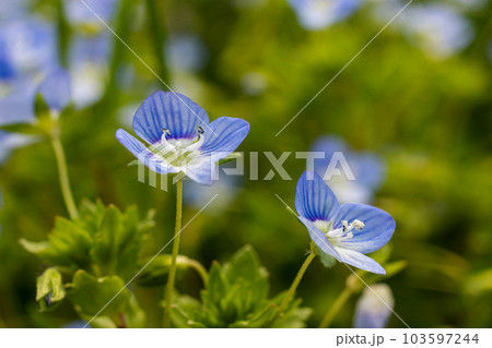 Blue flowers veronica chamaedrys close up on a meadow in sunny weather 103597244