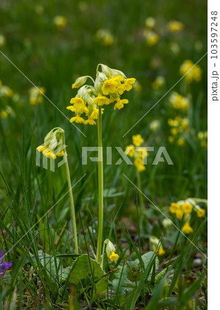 Yellow Primula veris cowslip, common cowslip, cowslip primrose on soft green background.Selective focus Yellow Primula veris cowslip, common cowslip, cowslip primrose on soft green background.Selective focus 103597248