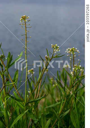 Capsella bursa-pastoris, known as shepherd's bag. Widespread and common weed in agricultural and garden crops. Medicinal plant in natural environment 103597268