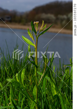 Capsella bursa-pastoris, known as shepherd's bag. Widespread and common weed in agricultural and garden crops. Medicinal plant in natural environment Capsella bursa-pastoris, known as shepherd's bag. Widespread and common weed in agricultural and garden crops. Medicinal plant in natural environment 103597270