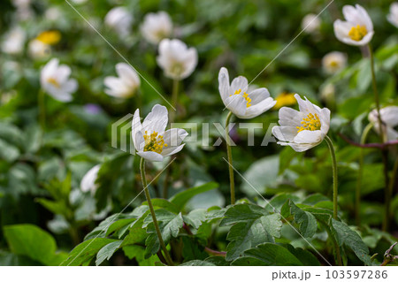 The many white wild flowers in spring forest. Blossom beauty, nature, natural. Sunny summer day, green grass in park. Anemonoides nemorosa 103597286