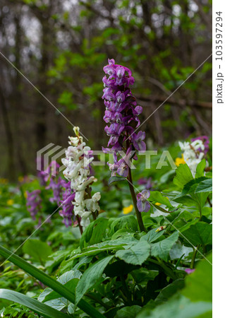 Corydalis. Corydalis solida. Violet flower forest blooming in spring. The first spring flower, purple. Wild corydalis in nature 103597294