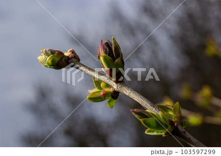 Big green buds branches. Young green leaves coming out from thick green buds. branches with new foliage illuminated by the day sun. Early spring day. Spring is comming 103597299