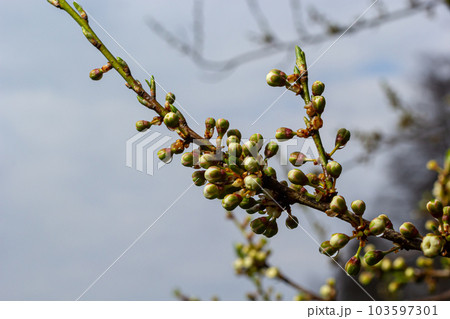 Floral background with white flowers and green leaves. Plum blossoms in the spring garden. Wild plums tree blossom blooming. Macro, close-up.Selective focus Floral background with white flowers and green leaves. Plum blossoms in the spring garden. Wild plums tree blossom blooming. Macro, close-up.Selective focus 103597301