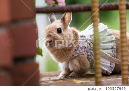 ネザーランド・ドワーフ 103597946