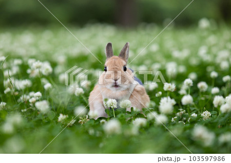 ネザーランド・ドワーフ ネザーランド・ドワーフ 103597986