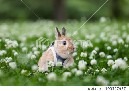 ネザーランド・ドワーフ ネザーランド・ドワーフ 103597987