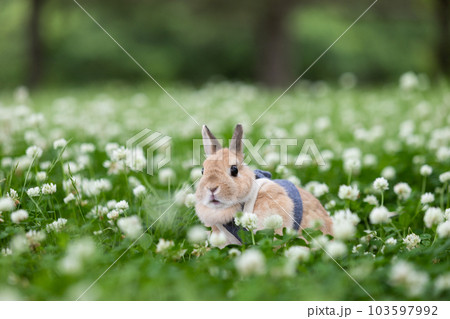 ネザーランド・ドワーフ ネザーランド・ドワーフ 103597992