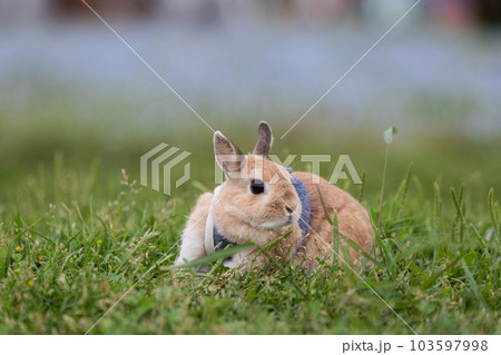 ネザーランド・ドワーフ 103597998