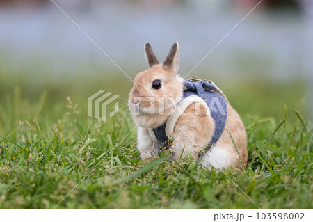 ネザーランド・ドワーフ 103598002