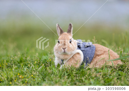 ネザーランド・ドワーフ 103598006