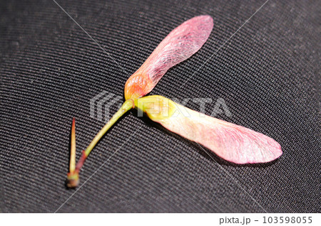 プロペラの形をしたピンク色のかわいいモミジの羽根つき種（マクロレンズ使用・接写写真） 103598055