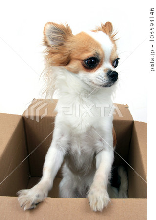chihuahua in the paper box 103598146