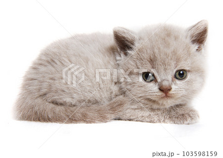 grey british kitten isolated grey british kitten isolated 103598159