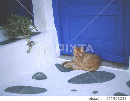 ギリシャ ミコノスタウンの裏路地 玄関の前でくつろぐ猫 ギリシャ ミコノスタウンの裏路地 玄関の前でくつろぐ猫 103598231