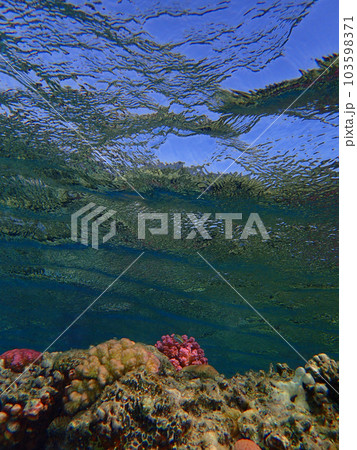 coral reef in Egypt, Makadi Bay coral reef in Egypt, Makadi Bay 103598371