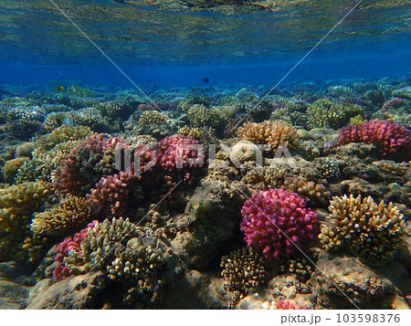 coral reef in Egypt, Makadi Bay coral reef in Egypt, Makadi Bay 103598376