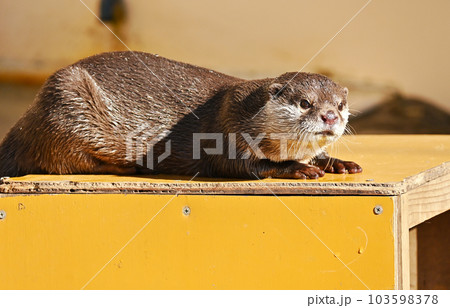 棚の上から狙いを定めるコツメカワウソ 棚の上から狙いを定めるコツメカワウソ 103598378