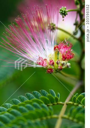 白と淡紅色の雄しべの花糸が針山のように飛び出しているユニークなネムノキの花と葉(マクロ接写画像) 白と淡紅色の雄しべの花糸が針山のように飛び出しているユニークなネムノキの花と葉(マクロ接写画像) 103598382
