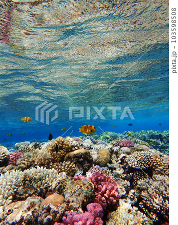 coral reef in Egypt, Makadi Bay 103598508